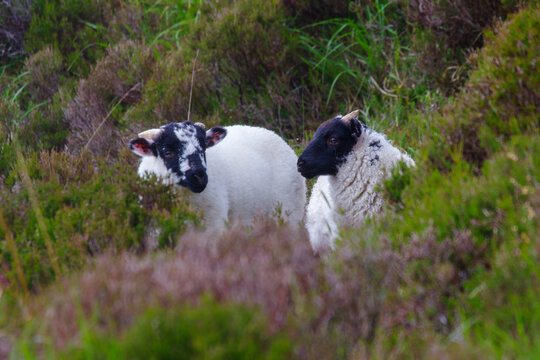 portrait of two mayo connemara blackface sheep. lambs lying in the grass with selective focus