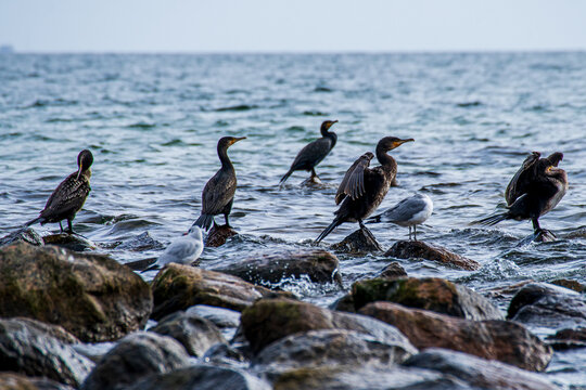 cormorants sitting on stones in the Baltic Sea