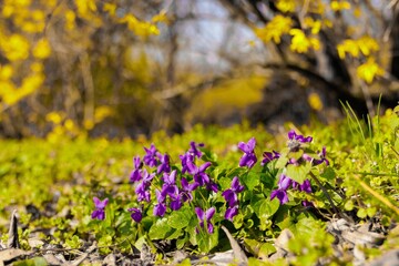 fioletowe i żółte kwiaty w parku © FotoWave Dawid Nowak