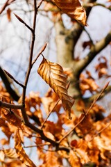 Brązowe jesienne liście na drzewie © FotoWave Dawid Nowak