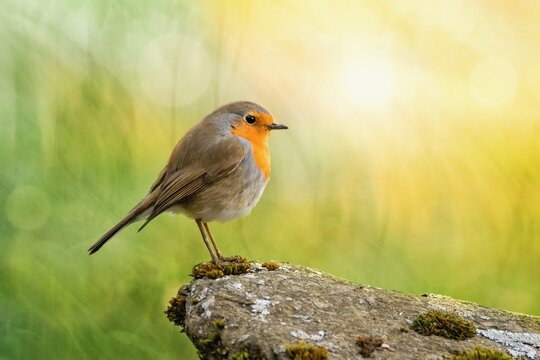 Robin bird pearching on stone within springtime