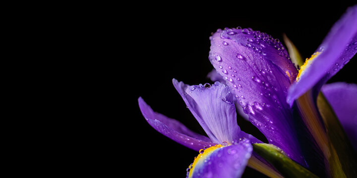 Panoramic long banner with beautiful macro shot of purple iris flowers with water drops on petals on black background. Greeting card with free space for text