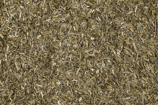 Vector illustration of background of dry knotweed herb used in herbal medicine. The concept of herbal treatment. Bian Xu. The active substance is Polygoni avicularis herba
