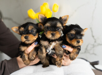 Three cute Yorkshire Terrier Puppy sitting
in the hands of a caucasian girl. Cute domestic Pet. Looking at the camera