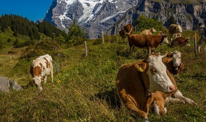 A Swiss farm with Brown Swiss and hereford cows in the alpine mountains  above the village of...