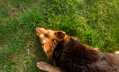 A German Shepherd. Big dog on the green lawn