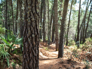 Pine trunk in the middle of a Mediterranean pine forest in Spain.