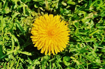 Blühender Löwenzahn, Taraxacum