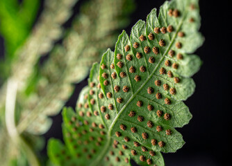 Sorus cluster on the underside of a fern leaf. Macro photography.