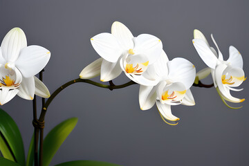 Fototapeta na wymiar White Orchid Flower which suddenly bloomed when I thought it hadDied