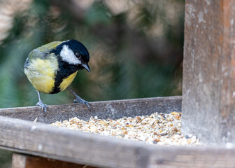 Great Tit (Parus major) Spotted Outdoors in Dublin, Ireland