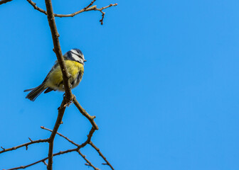 Eurasian Blue Tit (Cyanistes caeruleus) Spotted Outdoors in Dublin, Ireland