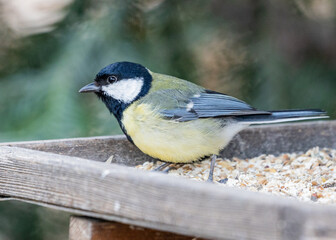 Great Tit (Parus major) Spotted Outdoors in Dublin, Ireland