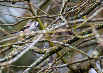 Long-Tailed Tit (Aegithalos caudatus) Spotted Outdoors in Dublin, Ireland