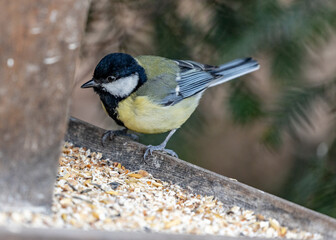 Great Tit (Parus major) Spotted Outdoors in Dublin, Ireland