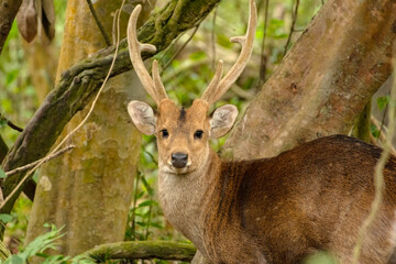Close up of a Male Hog Deer (Hyelaphus porcinus) crossing the safari track at Kaziranga National Park.