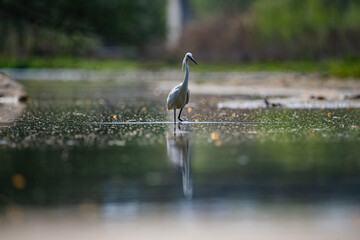 GARCETA COMÚN EN EL RIU TER