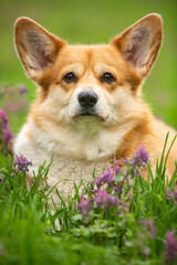 Welsh corgi pembroke in spring park with flowers