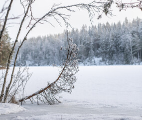 snow covered trees