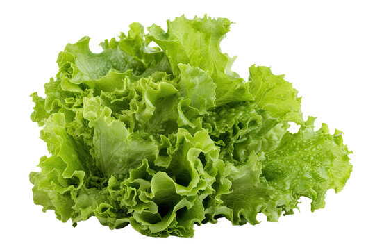 fresh lettuce isolated on transparent background made with generative ai