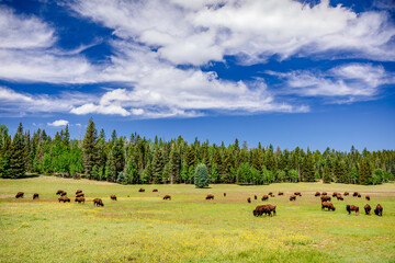 Bison graze in a meadow at the north rim of the Grand Canyon in Arizona