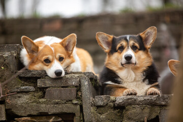 welsh corgi pembroke in the park in spring