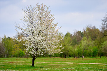 Hainberg, a nature reserve in spring season in Nuremberg, Germany