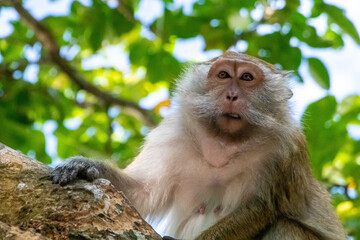 Macaque monkey in tree in Langkawi, Malaysia