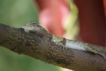 Bunglon, binatang yang bisa berubah warna tubuhnya