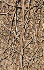 Fototapeta na wymiar Texture of a tree trunk with small dry vine branches clinging on, bumps and irregular lines