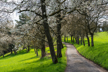 Blühende Kirschbaumallee