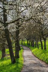 Fototapeta premium Blühende Kirschbaumallee
