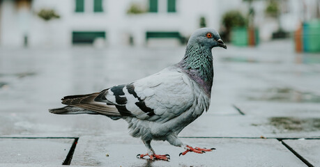 close up pigeons on the ground with blurred background