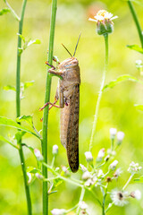 Flower Locust