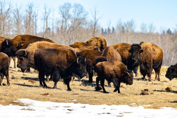 herd of bison with young calves 