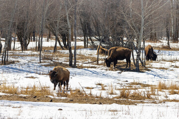 bison grazing among trees on warm spring day with melting snow © Amy