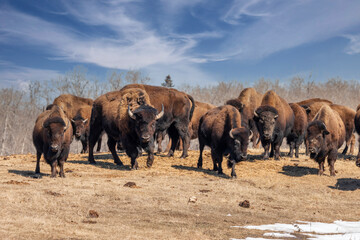 herd of bison in a spring field on slightly cloudy day