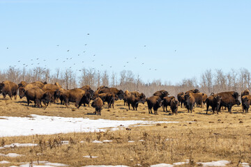 herd of bison standing in spring field with melting snow, birds scattering in the air after being...