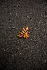 leaf on the ground autumn colorful