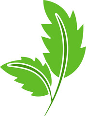 leaf and plant illustration