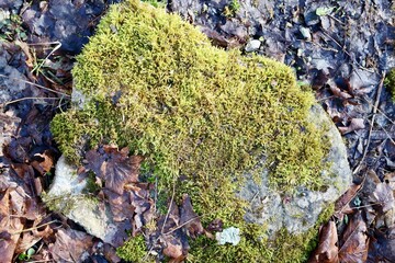 A close view of the moss on the rock in the wet soil.