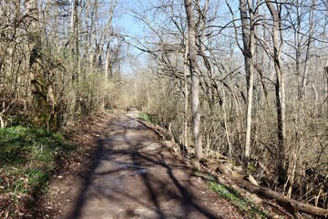 The empty trail in the forest on a sunny winter day.
