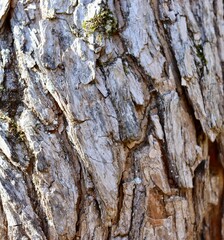 A close view of the old tree bark surface.