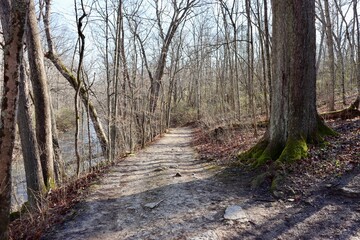 Fototapeta premium The empty hiking trail in the forest on a sunny day.