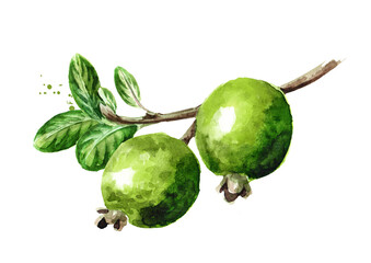 Feijoa branch with fruits and leaves. Hand drawn watercolor illustration, isolated on white background