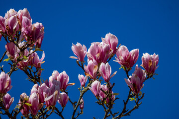 Pink magnolia in bloom against a clear blue sky