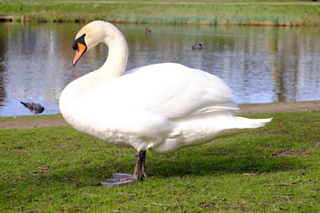 Swan at the side of a lake