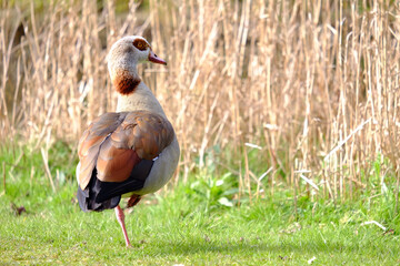 Egyptian Goose standing on one leg