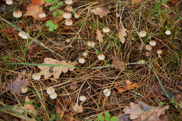 small mushrooms in the autumn grass in the forest. Autumn forest background. Selective focus. Close up of small mushrooms in the undergrowth