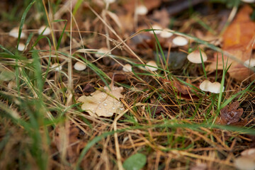 small mushrooms in the autumn grass in the forest. Autumn forest background. Selective focus. Close up of small mushrooms in the undergrowth